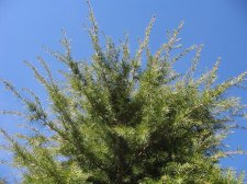 branches 2.jpg