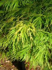 A.-palmatum-lemonlimelace.jpg