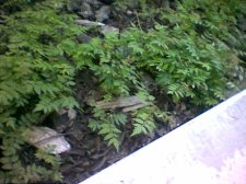 ferns1.jpg