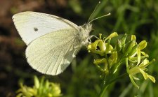 5 19 05 Cabbage White MLC.jpg