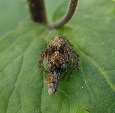 Spider 5 19 05 023.jpg