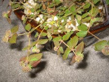 Copy of IMG_3352.JPG