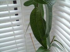 DSCF0630.JPG