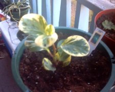 plant3.jpg