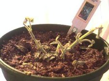 sadplant1.jpg