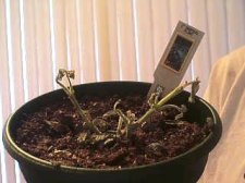 sadplant2.jpg