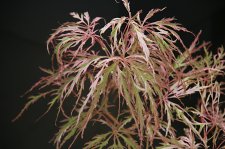 Acer palm. 'Hana Matoi'3.jpg.jpg