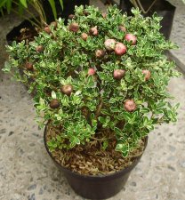 dwarf woody apple.JPG