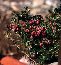 pernettya - Gaultheria mucronata.jpg