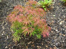 ACER  EARTH  FIRE 12-09-2008 12-53-37.jpg