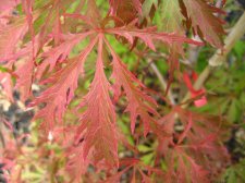 ACER  EARTH  FIRE 13-09-2008 18-03-03.jpg