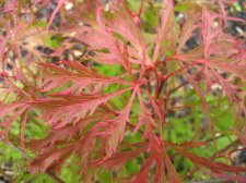 ACER  EARTH  FIRE 13-09-2008 18-03-22.jpg