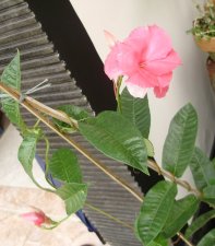 Mandevilla cv.JPG