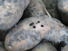 potatoes 005.jpg