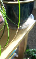 ponytailpalm.JPG