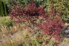DSC_1369.jpg