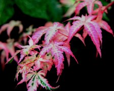 IMG_0107.JPG