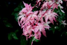IMG_0109.JPG