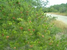 pinon with lots of cones.jpg