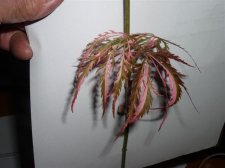 Acer Palmatum Hana Matoi.JPG