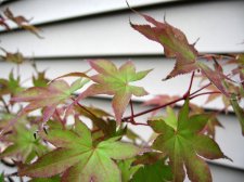 IMG_2732.jpg