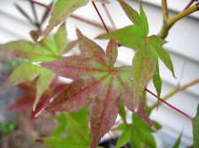IMG_2733.jpg