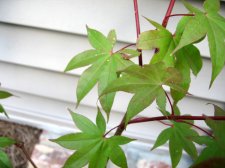 IMG_2735.jpg