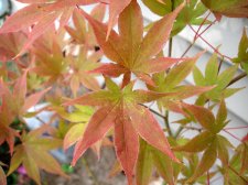 IMG_2745.jpg