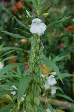 Impatiens_triflora.jpg