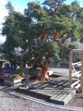 Acer Griseum at Valley Nursery.jpg