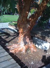Acer Griseum Trunk.jpg