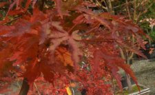 Ojishi Leaves.jpg