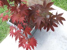 DSCF6222.jpg