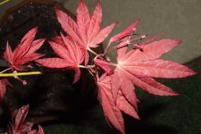 DSCF7566.jpg
