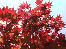 CDocuments and SettingschiupDesktopTempAndover Maples 001.jpg