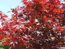 CDocuments and SettingschiupDesktopTempAndover Maples 002.jpg