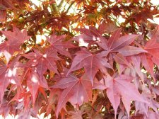 CDocuments and SettingschiupDesktopTempAndover Maples 003.jpg