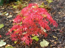 ACER  EARTHFIRE 24-10-2008 15-53-36.jpg