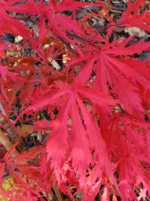 ACER  EARTHFIRE 24-10-2008 15-54-45.jpg