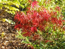 ACER  RED  CLOUD 24-10-2008 15-50-22.jpg