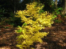 ACER  WAKA-MOMIJI 21-10-2007 11-18-37.jpg