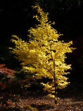 ACER  WAKA  MOMIJI 24-10-2008 15-32-48.jpg