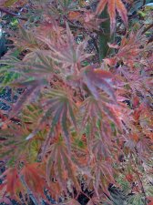 higasayama_leaves.jpg