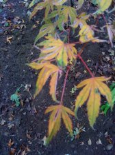 beni shichihenge leaves.jpg