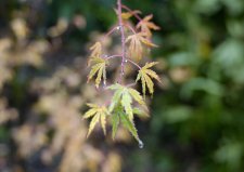 Beni Shichihenge leaves after rain.jpg