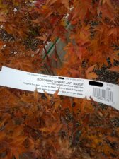 leaves and tag.jpg