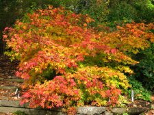 ACER  TSUMA  BENI 29-10-2008 11-02-43.jpg