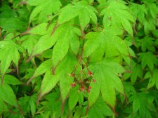 ACER  TSUMA  BENI 09-05-2008 18-06-35.jpg