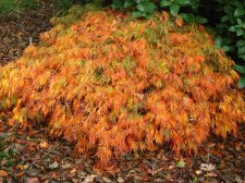 ACER   RUBRIFOLIUM 29-10-2008 11-18-28.jpg