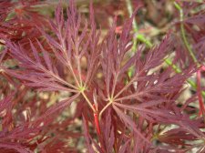 ACER  ORNATUM 14-04-2007 10-56-07.jpg